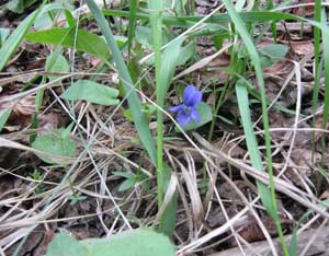 Mountain Living in the Springtime Image